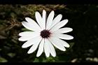 白藍菊06.jpg
