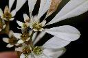 白雪木-雌雄花05.JPG