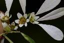 白雪木-雌雄花08.JPG
