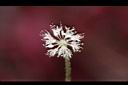 白頭天胡荽-花04.JPG