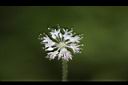 白頭天胡荽-花05.JPG