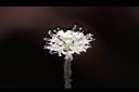 白頭天胡荽-花10.JPG
