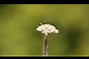 白頭天胡荽-花19.JPG