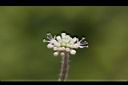 白頭天胡荽-花23.JPG