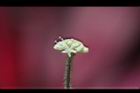 白頭天胡荽-花17.JPG