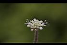 白頭天胡荽-花20.JPG