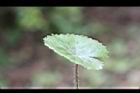 白頭天胡荽-葉07.JPG