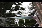白鳥蕉-花20.JPG