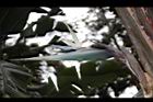 白鳥蕉-花21.JPG