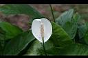 白鶴芋-花1.JPG
