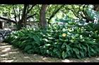 白鶴芋14.jpg