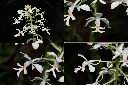 白鶴蘭-花1.jpg