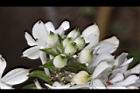 白鶴蘭-花22.JPG