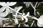 白鶴蘭-花23.JPG