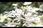 白鶴蘭-花28.JPG