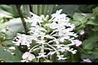 白鶴蘭-花29.JPG
