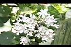 白鶴蘭-花32.JPG