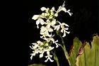 白鶴蘭-花58.JPG