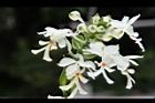 白鶴蘭-花70.JPG