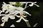白鶴蘭-花74.JPG
