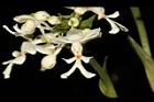 白鶴蘭-花81.JPG