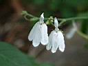 白鶴靈芝-花05.jpg