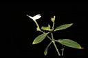 白鶴靈芝-花00.JPG