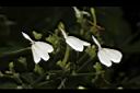 白鶴靈芝-花04.JPG