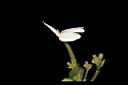 白鶴靈芝-花08.JPG