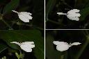白鶴靈芝-花1.jpg