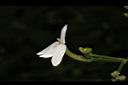 白鶴靈芝-花12.JPG
