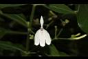 白鶴靈芝-花17.JPG
