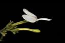 白鶴靈芝-花18.JPG