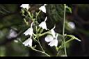白鶴靈芝-花50.JPG