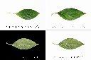 白鶴靈芝-葉1.jpg