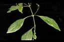 白鶴靈芝-葉序02.JPG