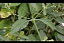 白鶴靈芝-葉序05.JPG