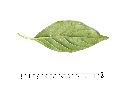 白鶴靈芝-葉背03.JPG
