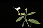 白鶴靈芝-花01.JPG