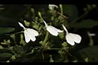 白鶴靈芝-花02.JPG