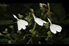 白鶴靈芝-花05.JPG