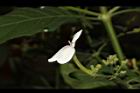 白鶴靈芝-花09.JPG