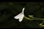 白鶴靈芝-花10.JPG