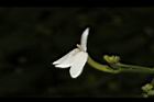 白鶴靈芝-花11.JPG