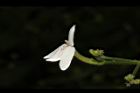 白鶴靈芝-花13.JPG