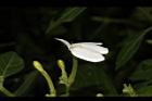 白鶴靈芝-花14.JPG