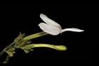 白鶴靈芝-花19.JPG