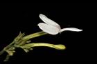 白鶴靈芝-花20.JPG