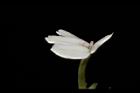 白鶴靈芝-花21.JPG