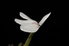 白鶴靈芝-花28.JPG